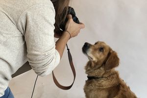 Hunde lassen sich ablichten für den Hundebesuchsdienst "4 Pfoten für Sie"